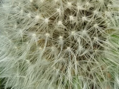 Dandelion from close-up the white tips are visible Stock Photos