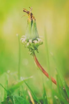 Dandelion - closed flower 写真素材