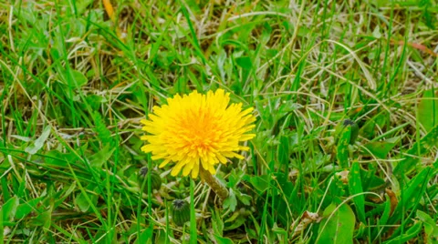 Dandelion closes in the evening, time-lapse Stock Footage 37718621