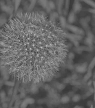 Dandelion closeup for background, macro Stock Photos