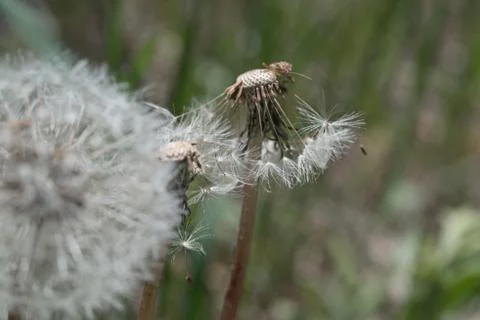 Dandelion closeup for background, macro Stock Photos