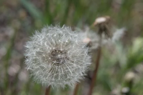 Dandelion closeup for background, macro Stock Photos