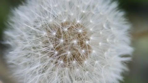 Dandelion closeup. as background. Stock Photos