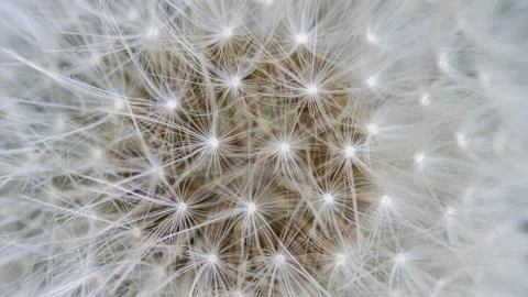 Dandelion closeup. as background. Stock Photos