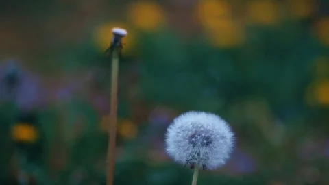 Dandelion closeup Stock Footage 76325169