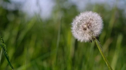 Dandelion closeup Stock Footage 77238726
