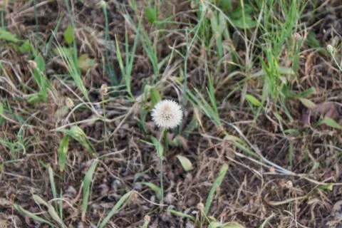 A Dandelion Closeup in Grass Stock Photos
