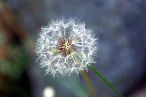 Dandelion closeup Stock Photos
