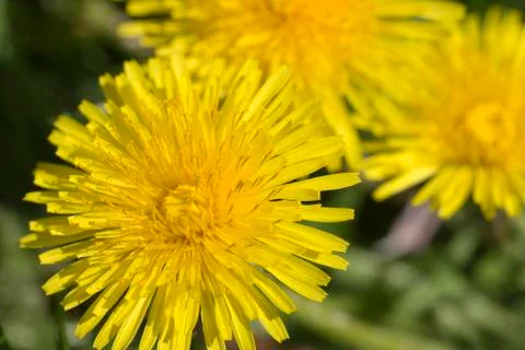 Dandelion closeup Stock Photos
