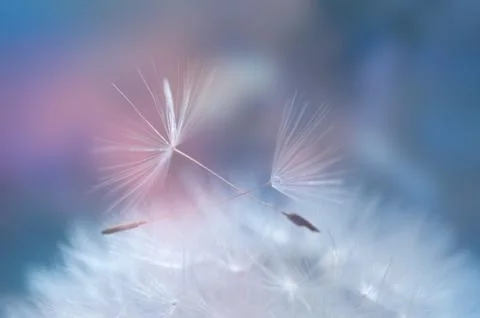Dandelion closeup 스톡 사진
