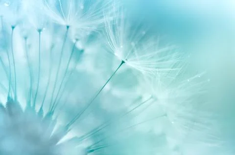 Dandelion closeup 스톡 사진
