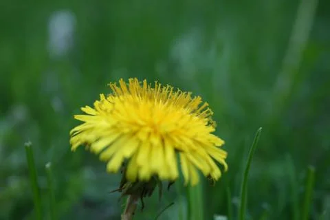 Dandelion Closeup 写真素材