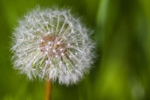 Dandelion closeup Foto stock