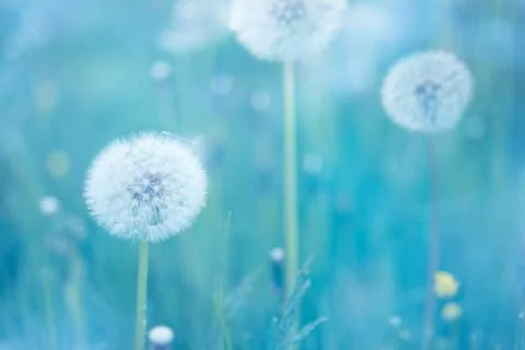 Dandelion closeup Фото