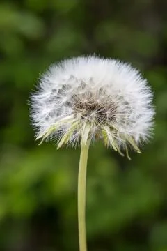 Dandelion closeup Stock Photos