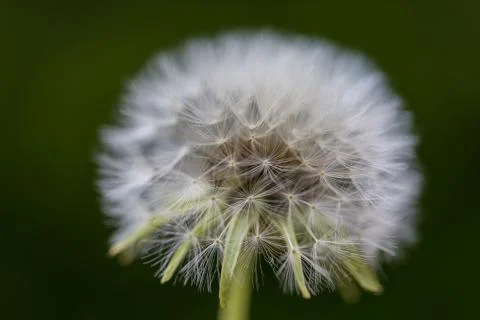 Dandelion closeup Stock Photos