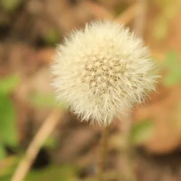 Dandelion closeup 스톡 사진