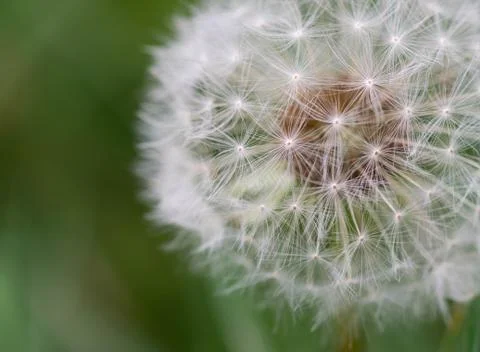 Dandelion closeup. Stock Photos