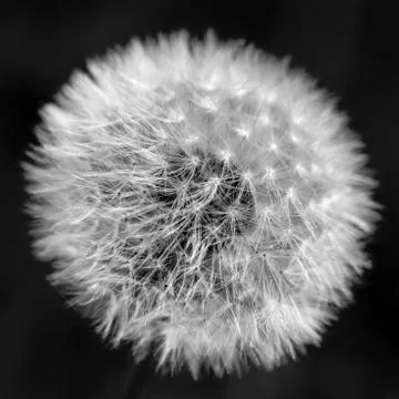Dandelion closeup Stock Photos