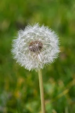 Dandelion closeup, verical image with blurred green background. Stock Photos