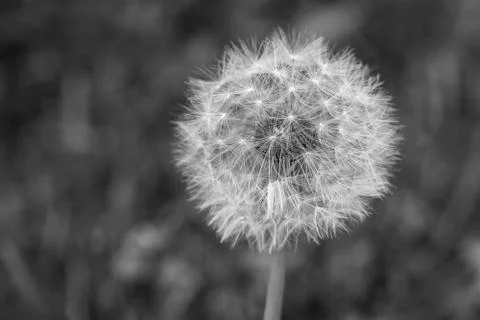 Dandelion closeup, vertical, black and white. Stock Photos