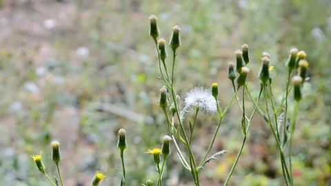 Dandelion closeup on the wind, summer nature details. Stock Footage 72080157