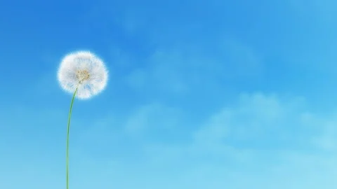 Dandelion Clouds 4K Stock-Footage 105606438