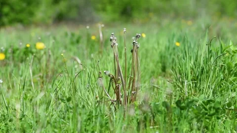 Dandelion cluster without seeds in field during windy day Stock Footage 333767800