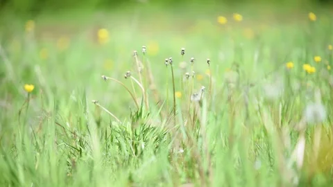 Dandelion cluster without seeds in field during windy day Stock Footage 333768102