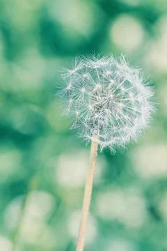 Dandelion cold style Stock Photos