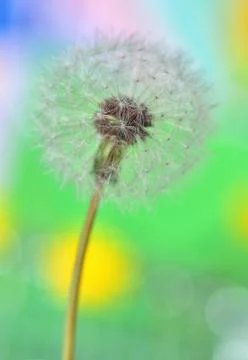 Dandelion on colorful background Free Stock Photos