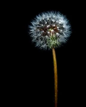 Dandelion Colour Stock Photos