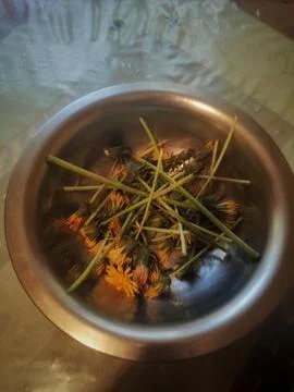 Dandelion in a Container on a Table 写真素材