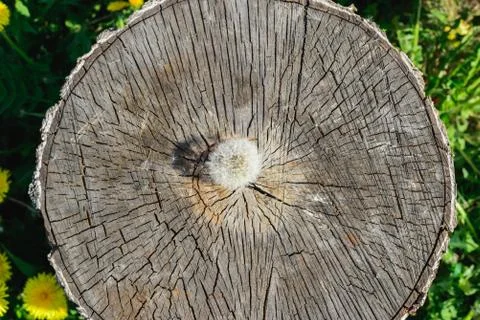 Dandelion cut down old tree trunk top view Stock Photos