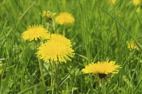 Dandelion, dandelion 26 Foto stock