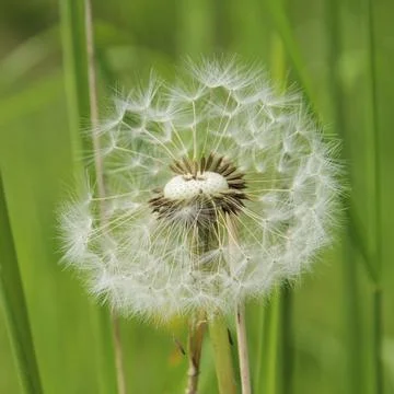 Dandelion, dandelion 31 Stock Photos