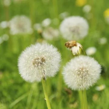 Dandelion, dandelion 37 Stock Photos