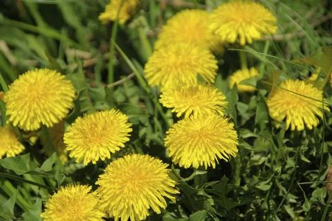 Dandelion, dandelion Foto stock