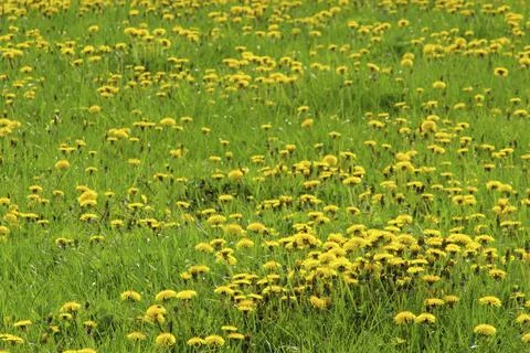 Dandelion, dandelion Foto stock