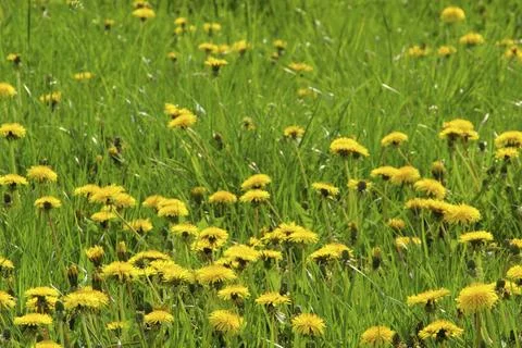 Dandelion, dandelion Stock Photos