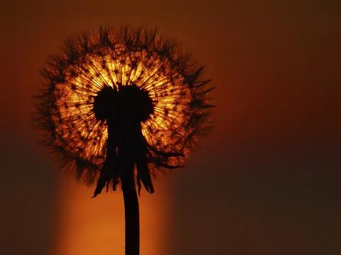 Dandelion, dandelion Stock Photos