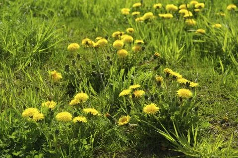 Dandelion, dandelion Foto stock