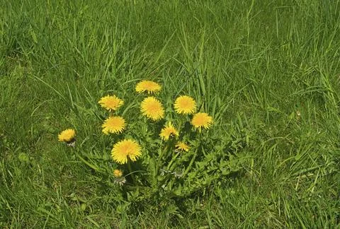 Dandelion, dandelion Stock Photos