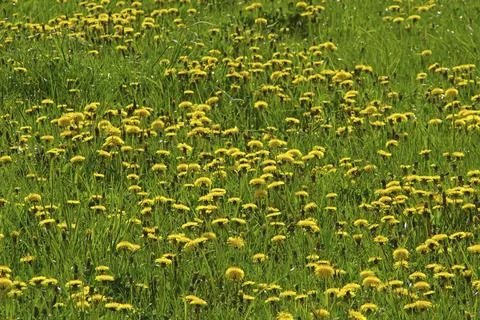 Dandelion, dandelion Stock Photos