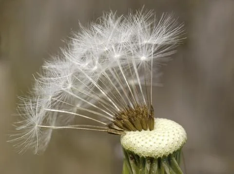 Dandelion, dandelion Stock Photos