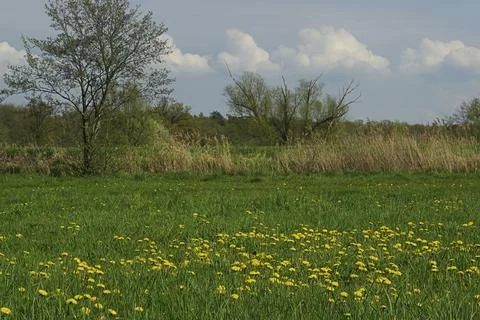 Dandelion, dandelion Stock Photos