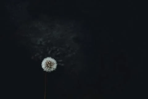 A dandelion on a dark background Stock Photos