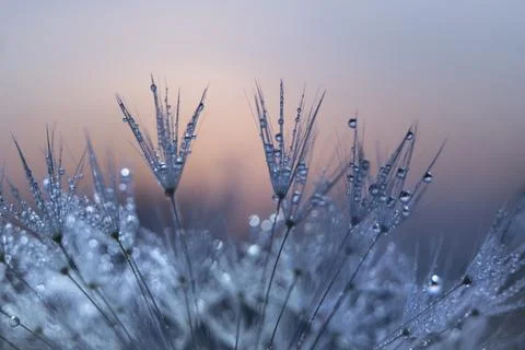 Dandelion at dawn Stock Photos