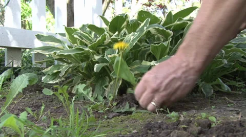 Dandelion Death Stock Footage 39011073