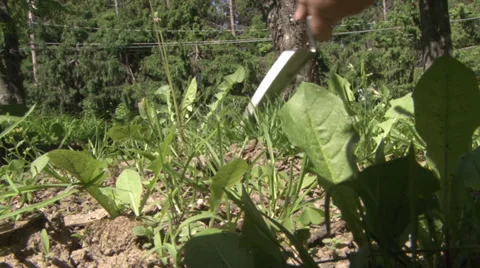 Dandelion Death II Stock Footage 39011326